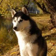 роман1123581321